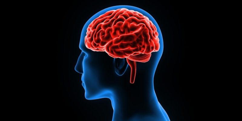 Brain Parts, Its Functions, Characteristics and Diseases