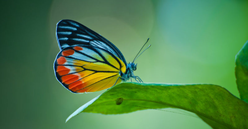 Butterflies: Reproduction, Habitat, Anatomy and Characteristics