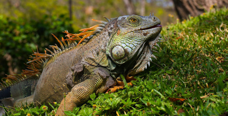 Conservation status of the iguana