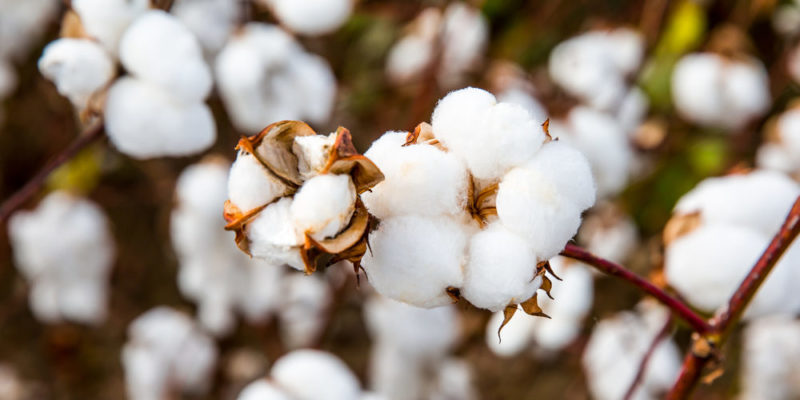 Cotton: Origin, Uses, Classification and Characteristics