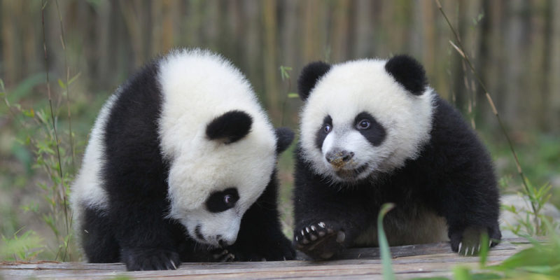 Customs and breeding of the panda bear