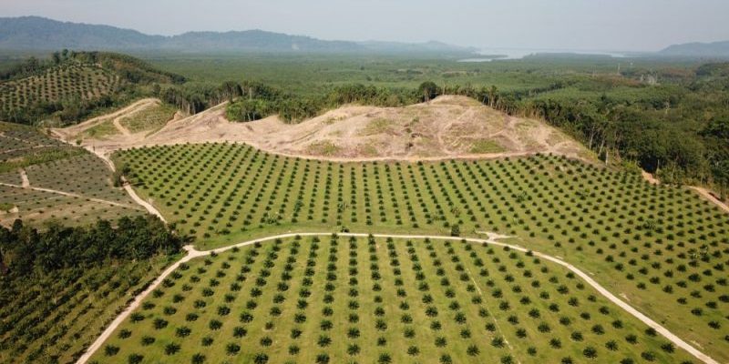 Deforestation for agriculture