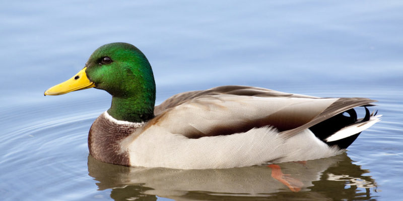 Duck | Characteristics, Reproduction and Feeding