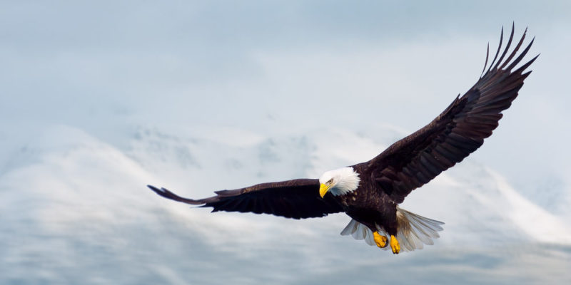 10 Characteristics of an Eagle, their Reproduction, the Representative Species and Habitat