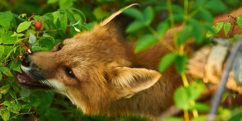 10 Characteristics of Fox, its Species, Life, Habitat, Diet and Classification