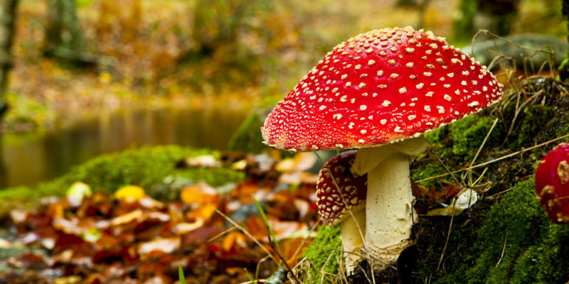 Fungi Kingdom Characteristics, Its Types, Uses and Reproduction