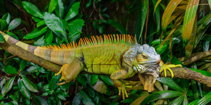 Habitat of the iguanas