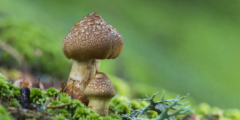 Hallucinogenic and poisonous mushrooms