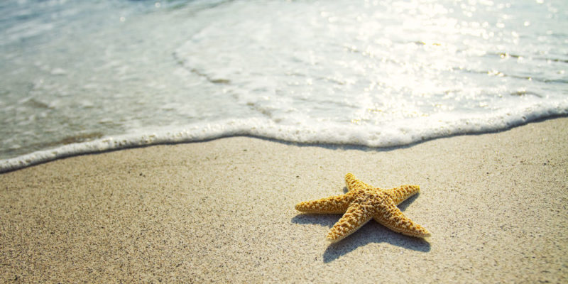 How do starfish breathe?
