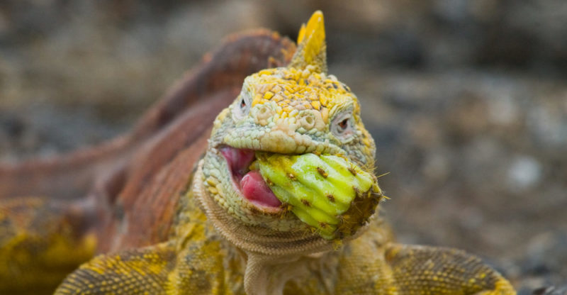 Iguana feeding