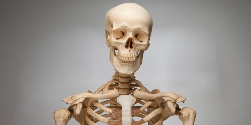 Main bones of the skeleton