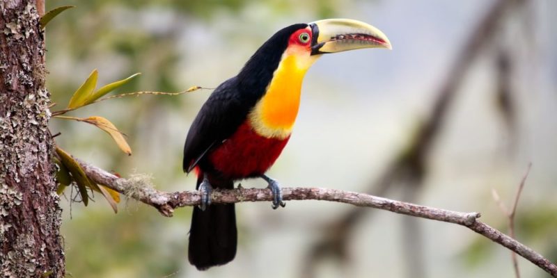 Main species of toucan