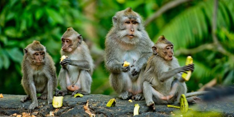 Monkey diversity