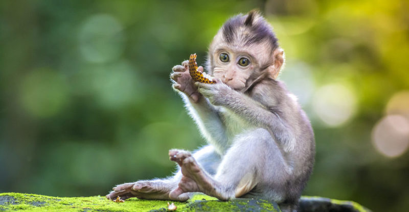 Monkey reproduction