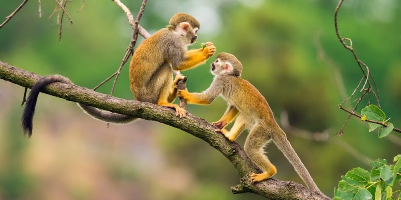 Monkey | Habitat, Types, Feeding and Characteristics