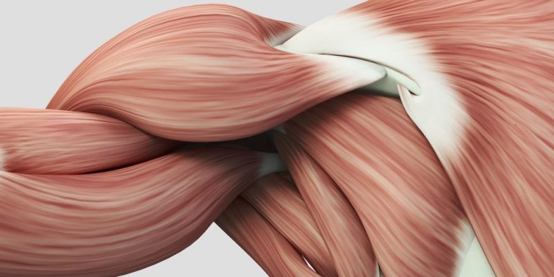 Muscles | Formation, Types, 10 Important Functions and Characteristics