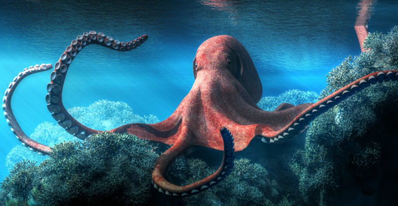 10 Characteristics of Octopus, its Habitat, Feeding, and Reproduction