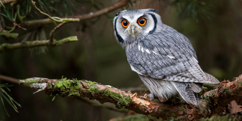 Owl | Characteristics, Anatomy, Feeding and Reproduction