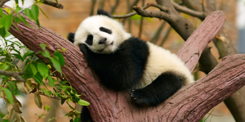 Giant Panda Bear | Habitat, Appearance, Feeding, Facts and Pictures