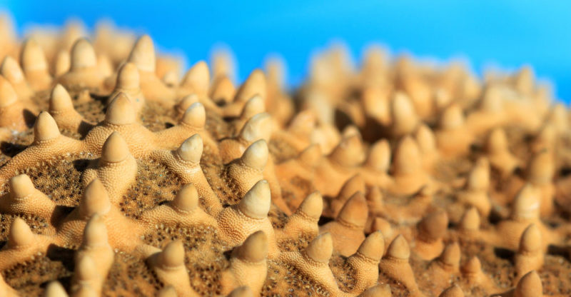 Parts of the starfish