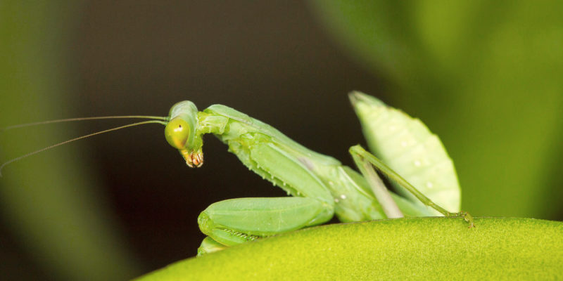 Praying mantis in the popular imagination
