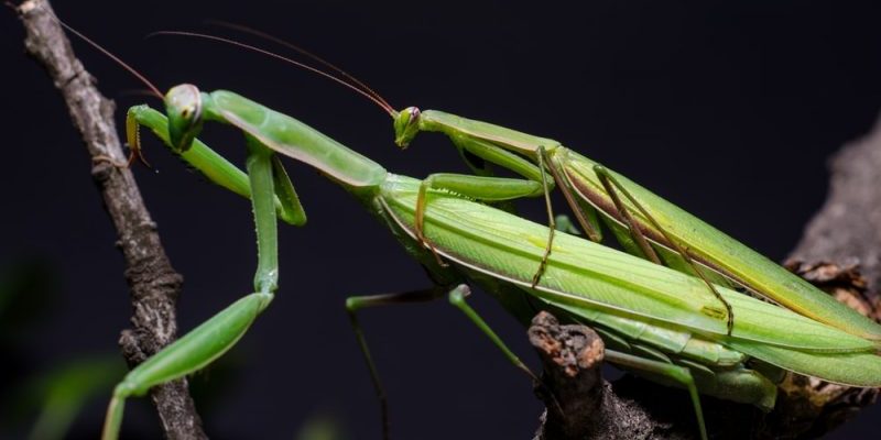 Praying mantis mating