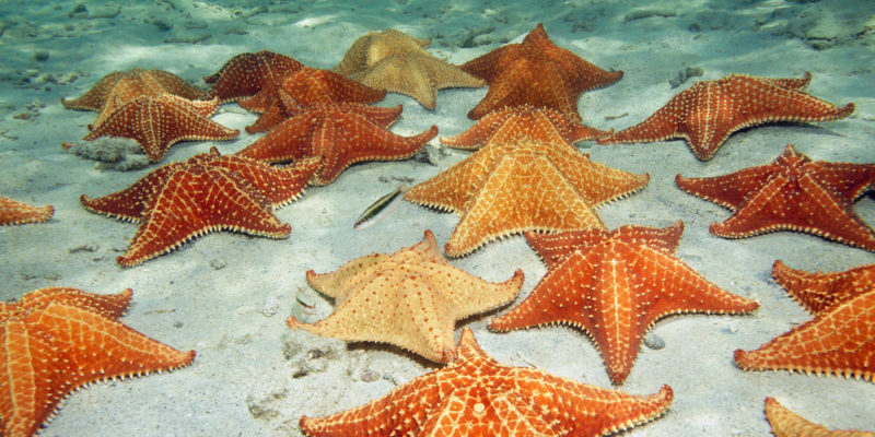 Reproduction of starfish