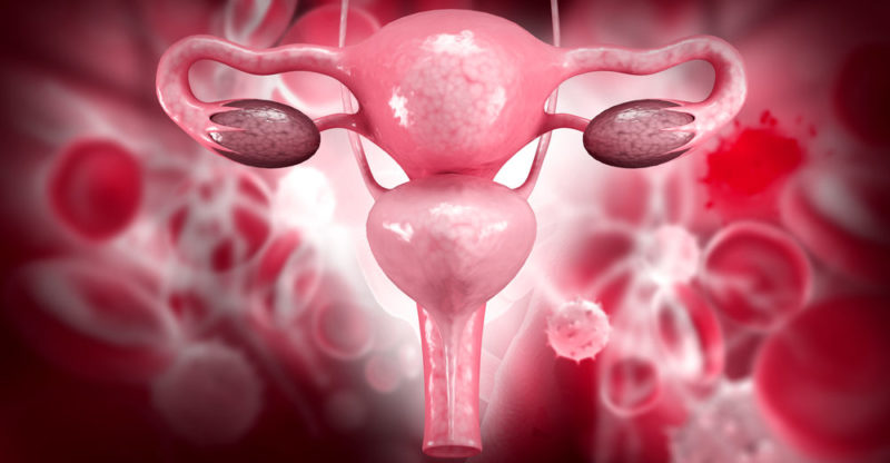 Reproductive System Functions, Pathologies and Characteristics