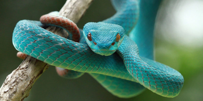 10 Key Characteristics, Features, Reproduction And Food Of The Snake