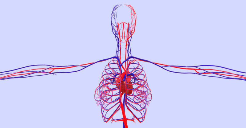 Specific functions of the circulatory system