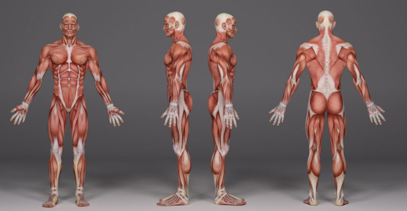 The muscles of the human body