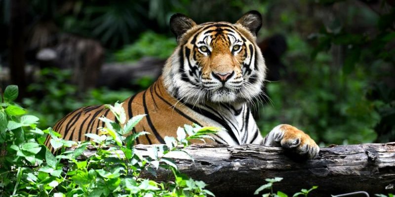 Tiger | 10 Key Characteristics, Types, Anatomy And Behavior