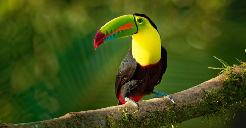 Toucan | Information, Types, Feeding and Characteristics