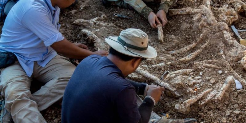 What does a paleontologist do?
