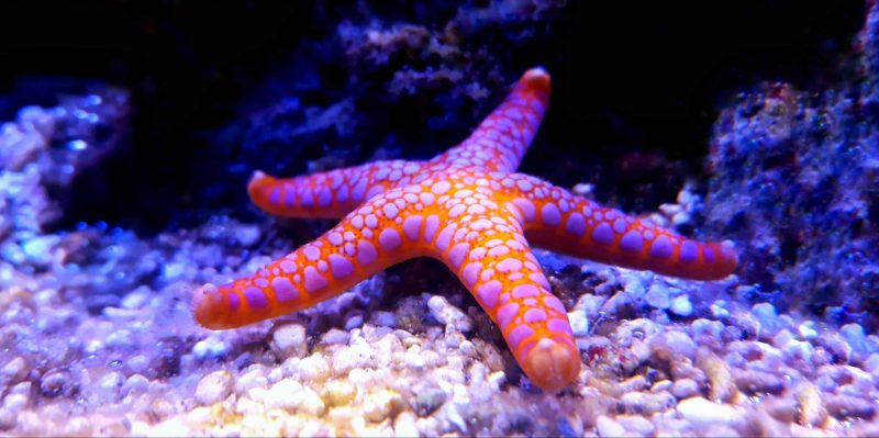 Where do starfish live?