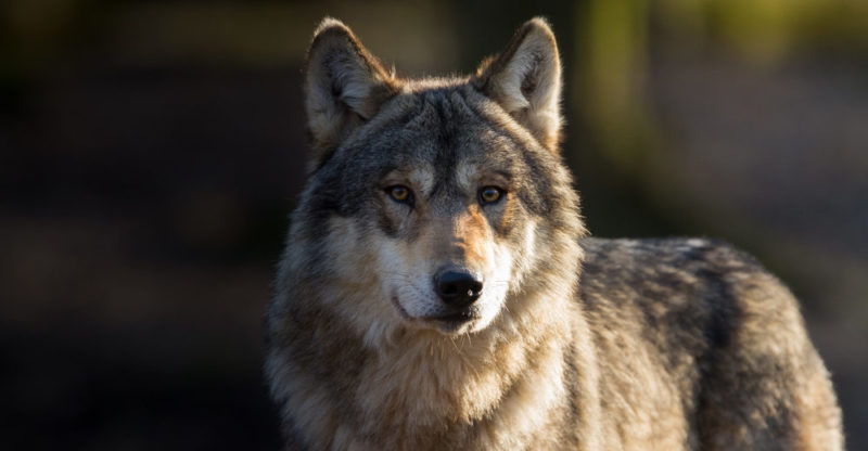 Wolves | 10 Characteristics, Interesting Facts, Habitat, Characteristics, Behaviors