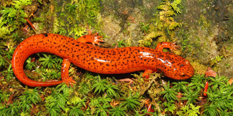 Zoological classification of amphibians