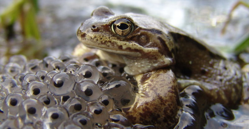 amphibian reproductive cycle