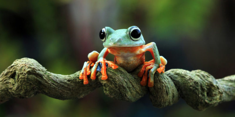 Introduction To Amphibians: Characteristics, Types, Feeding And Life Cycle