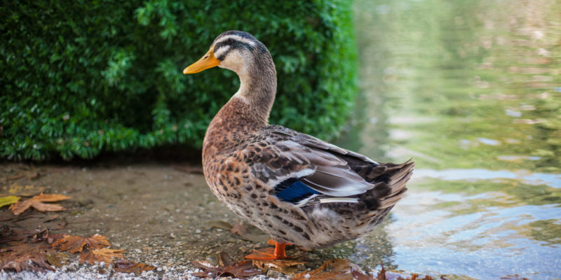 duck characteristics
