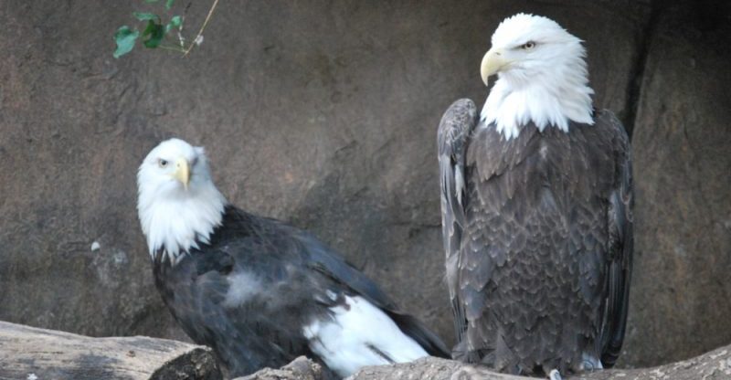 eagle reproduction