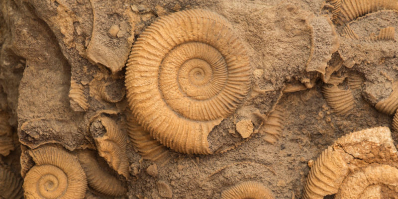 Fossils Emergence Theory, How They Are Formed, Types, Characteristics And Importance
