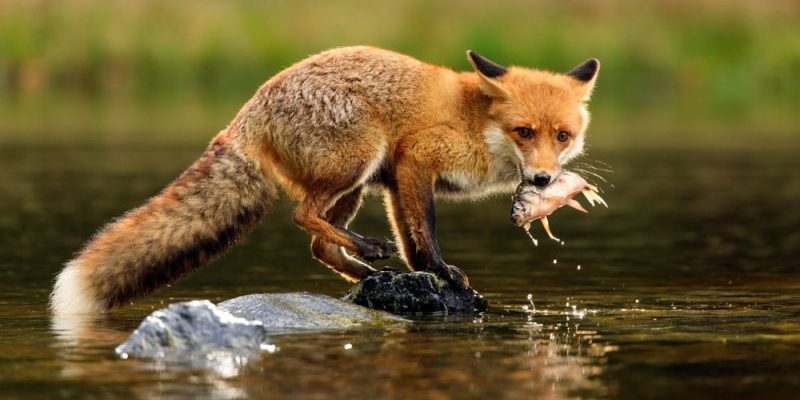 fox feeding