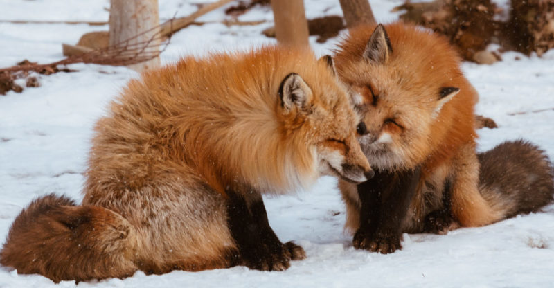fox reproduction