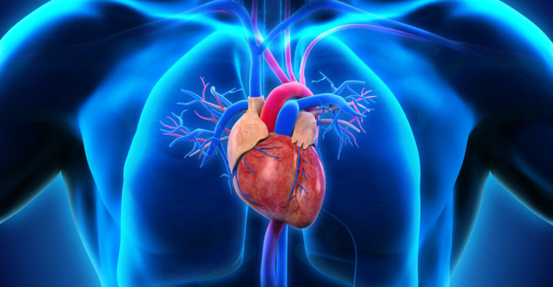 Heart | Structure, Functions, Paths, Characteristics and How is its Structure