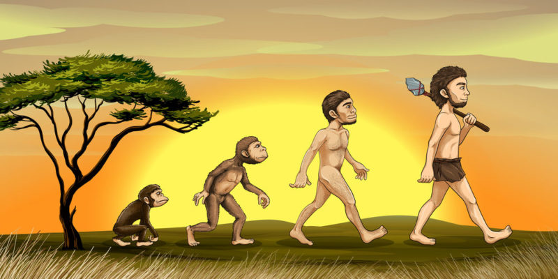10 Characteristics Of Human Evolution, Its Summary, Species And Theories