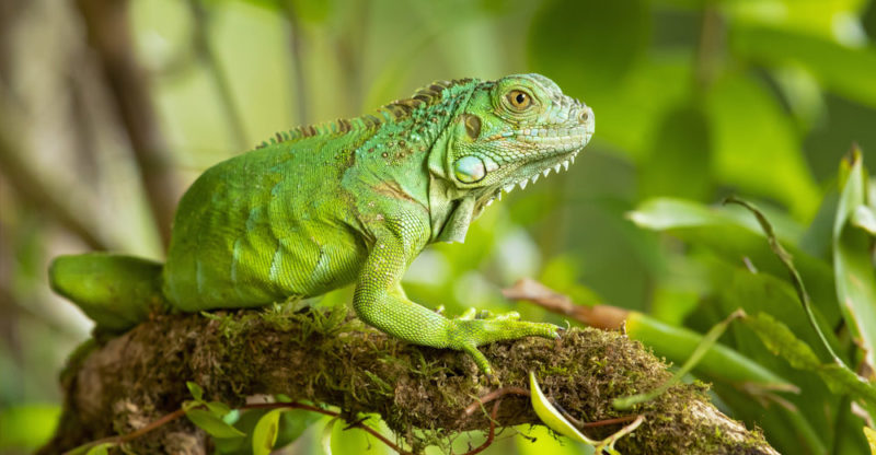 Iguana | What Is It, Types, Examples, Diet And Characteristics