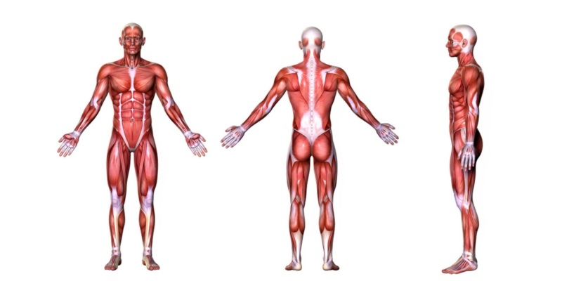 10 Characteristics of Musculoskeletal System, its Functions, Parts and Anatomy