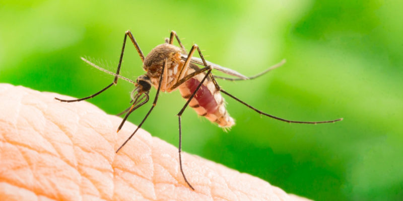 Mosquitoes: What Is It, Types, Feeding And Characteristics