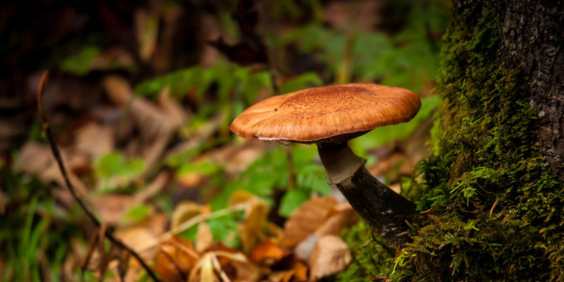 mushroom habitat